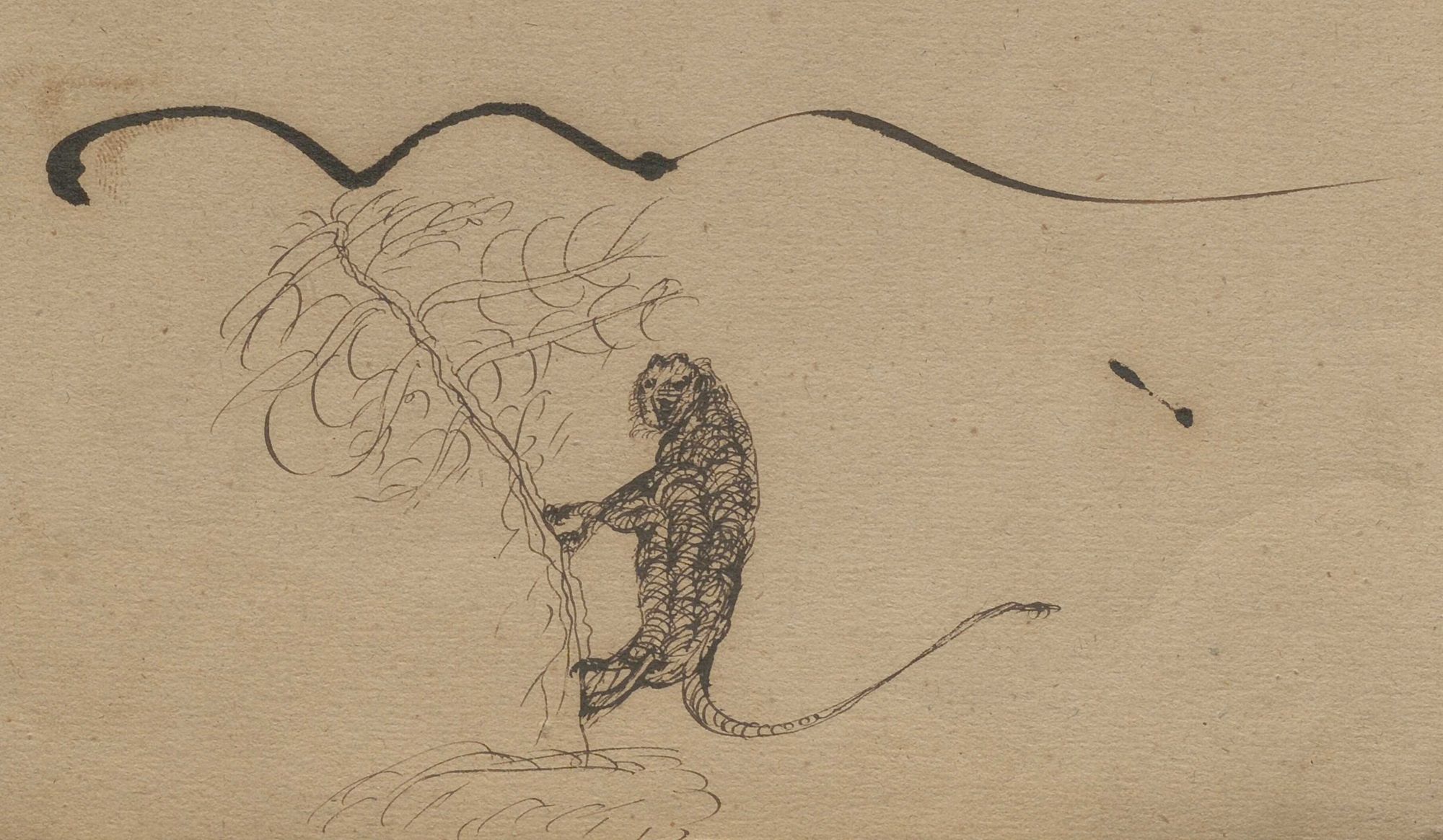 5 FI 264 Dessin à l’encre d’une panthère grimpant un arbre, 17 x 25,5 cm.