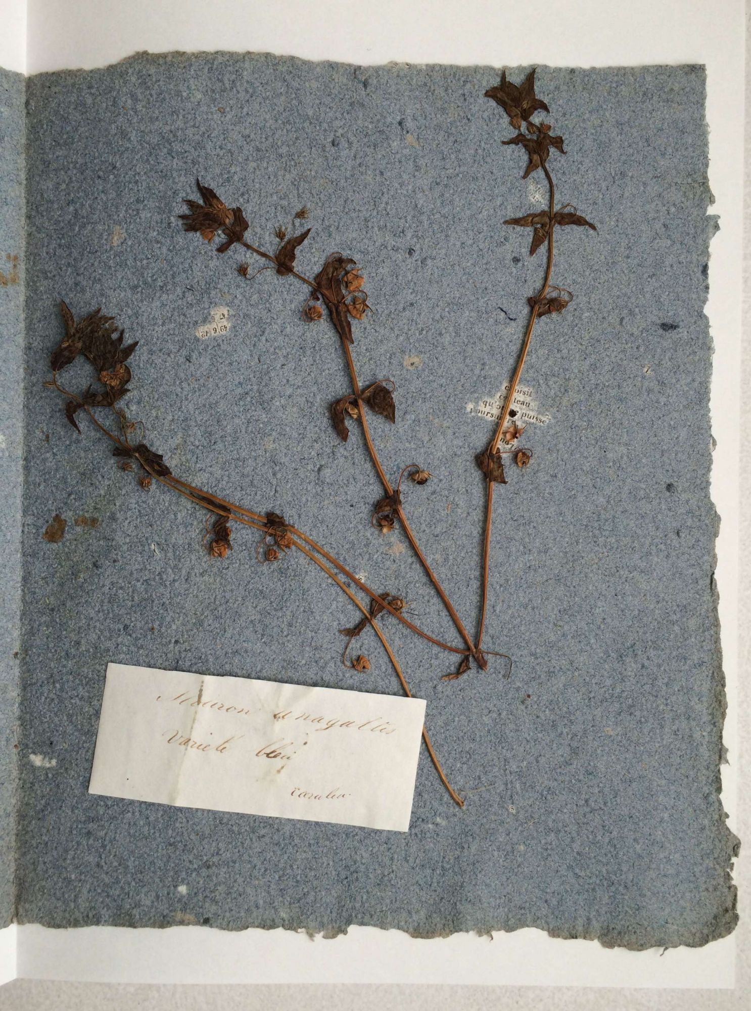 Les fleurs de George Sand