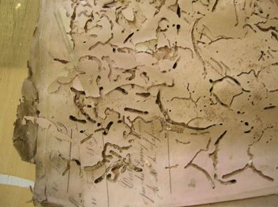 Document endommagé par des vrillettes, dont les larves ont creusé des galeries dans le papier - Archives départementales de l'Indre (cliché La Reliure du Limousin)